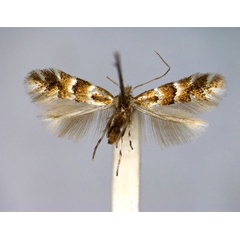 /filer/webapps/moths_gc/media/images/E/emberizaepennella_Phyllonorycter_A_EIHU.jpg