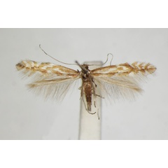 /filer/webapps/moths_gc/media/images/S/scopariella_Phyllonorycter_A_ZSM_3.jpg