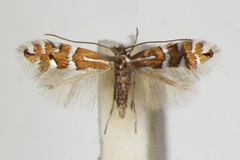 Phyllonorycter anderidae
