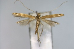 Acrocercops diffluella