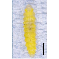 /filer/webapps/moths_gc/media/images/S/serena_Cameraria_larva3_Sawada-etal_2025_5M.jpg