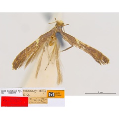 /filer/webapps/moths_gc/media/images/T/thiosema_Caloptilia_HT_ANIC.jpg