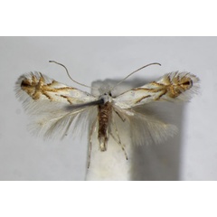 /filer/webapps/moths_gc/media/images/T/tenerella_Phyllonorycter_A_ZSM_2.jpg