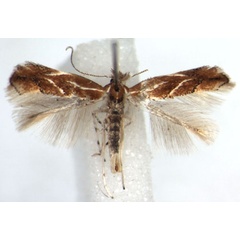 /filer/webapps/moths_gc/media/images/C/corylifoliella_Phyllonorycter_A_WJDP_02.jpg