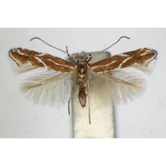 /filer/webapps/moths_gc/media/images/C/corylifoliella_Phyllonorycter_A_ZSM_2.jpg