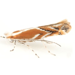 /filer/webapps/moths_gc/media/images/A/arizonella_Cameraria_A_Eiseman-et-Davis_2020_207.jpg