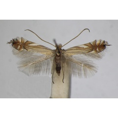 /filer/webapps/moths_gc/media/images/S/scitulella_Phyllonorycter_A_ZSM_3.jpg