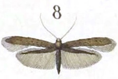 Caloptilia merulaepennella