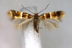 Phyllonorycter gigas