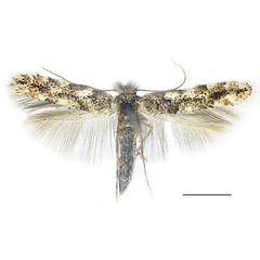 /filer/webapps/moths_gc/media/images/P/populifoliella_Phyllonorycter_A_Shashank-et-al_2021_439.jpg