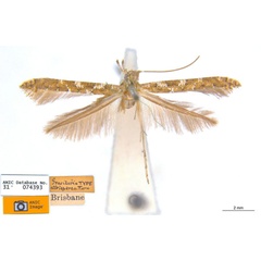 /filer/webapps/moths_gc/media/images/A/albospersa_Caloptilia_ST_ANIC.jpg