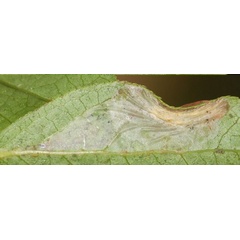 /filer/webapps/moths_gc/media/images/P/preciosella_Parornix_mine2_Eiseman_2025_1861.jpg