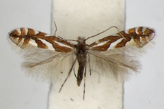 Phyllonorycter mespilella
