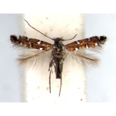 /filer/webapps/moths_gc/media/images/G/gautengi_Porphyrosela_HT_RMCA.jpg