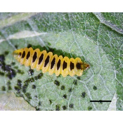 /filer/webapps/moths_gc/media/images/R/riparia_Cameraria_larva5_Sawada-etal_2024_188.jpg