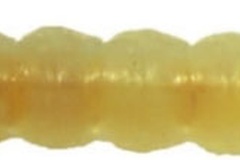 Conopomorpha sinensis