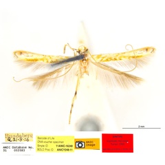 /filer/webapps/moths_gc/media/images/M/maculosa_Cuphodes_-PL2_31-053583_ANIC.jpg