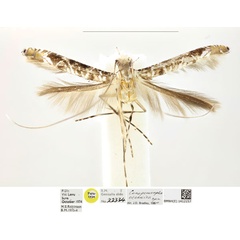 /filer/webapps/moths_gc/media/images/O/oceanica_Conopomorpha_PTF_BMNH_1412157_HR.jpg