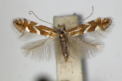 Phyllonorycter hostis