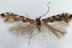 Phyllonorycter agassizi
