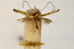 Caloptilia liparoxantha