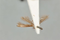 Acrocercops tristaniae