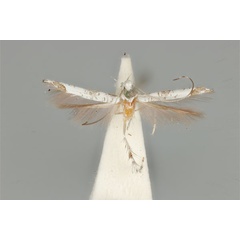 /filer/webapps/moths_gc/media/images/N/niphadias_Cuphodes_HT_ANIC31-010798_dorsal.jpg
