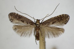 Parornix petiolella
