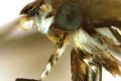 Liocrobyla desmodiella