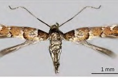 Chrysaster ostensackenella