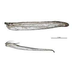 /filer/webapps/moths_gc/media/images/L/litchiella_Conopomorpha_PT_wv_NHMUK-015359540.jpg