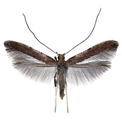 /filer/webapps/moths_gc/media/images/C/coriarella_Caloptilia_PTF_Falck_2025_701_2.jpg
