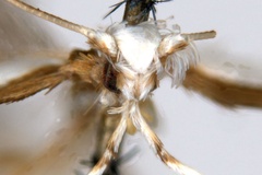 Acrocercops leucomochla