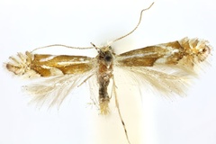 Phyllonorycter incanella