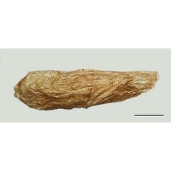 /filer/webapps/moths_gc/media/images/B/baranchikovi_Micrurapteryx_Cocoon__Kirichenko-et-al_2021_147.jpg