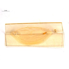 /filer/webapps/moths_gc/media/images/D/djabu_Diphtheroptila_HT_pupa_ANIC.jpg