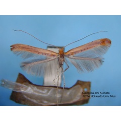 /filer/webapps/moths_gc/media/images/A/alni_Caloptilia_HT_EIHU.jpg