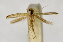 Epicephala colymbetella
