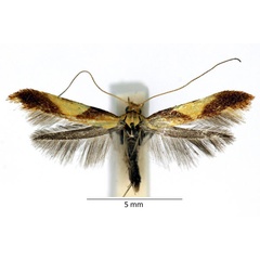 /filer/webapps/moths_gc/media/images/A/alchimiella_Caloptilia_DP_M01_LR.jpg