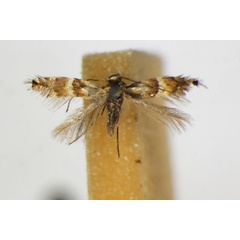 /filer/webapps/moths_gc/media/images/A/alnivorella_Phyllonorycter_A_ZSM.jpg