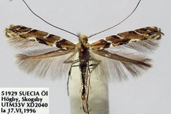 Acrocercops brongniardella