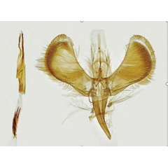 /filer/webapps/moths_gc/media/images/B/betulicola_Caloptilia_Plant_2022_35b.jpg