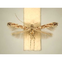 /filer/webapps/moths_gc/media/images/C/crotoniphila_Stomphastis_PT_TMSA6028.jpg