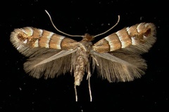 Phyllonorycter stettinensis