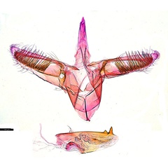 /filer/webapps/moths_gc/media/images/G/glochidia_Diphtheroptila_PT3_GM_ANIC.jpg