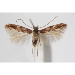 /filer/webapps/moths_gc/media/images/A/acaciella_Phyllonorycter_A_ZSM_4.jpg