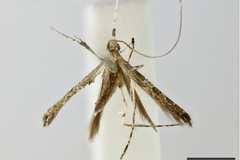 Sauterina phiaropis