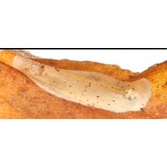 /filer/webapps/moths_gc/media/images/V/viburnella_Marmara_Cocoon_Eiseman_etal_2017_201.jpg