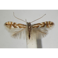 /filer/webapps/moths_gc/media/images/M/maestingella_Phyllonorycter_A_ZSM.jpg