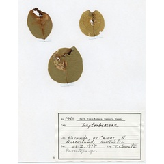 /filer/webapps/moths_gc/media/images/C/crotonella_Diphtheroptila_PT11_host-plant_ANIC.jpg